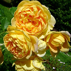 Роза английская парковая Голден Селебрейшен (в тубе)