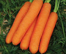 Семена Морковь Фараон (драже) цв/п 300 шт Поиск